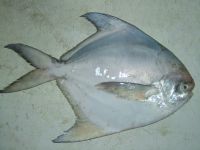 all kind of seafood