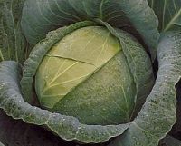 Cabbage