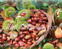 Chinese Chestnut