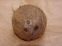 Coconut Fruit