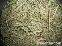 Rhodes Grass