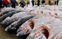 Tuna Fish
