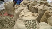 Raw cashew nuts Benin origin
