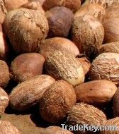 Shea nuts