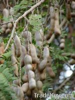 TAMARIND INDICUS