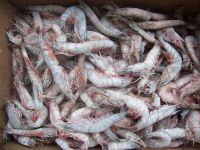 North American Shrimp (Gulf & Pacific