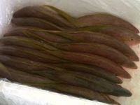 Fresh Fish (several Caribbean Species