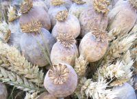 dried poppy pods