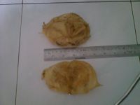Fish Maw