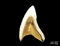 noble metal roasts a porcelain tooth