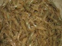 Dried Shrimps