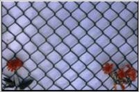 Chain Link Fence