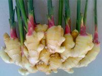 Ginger