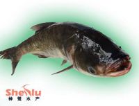 Frozen Silver Carp(Hypophthalmichthys Molitrix