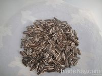 2012 new striped sunflower seeds 909