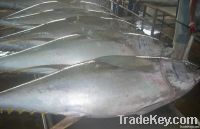 Sell Fresh Chilled Yellowfin Tuna