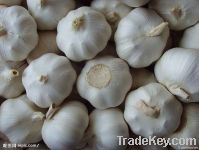 Fresh Chinese Garlic