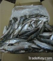 frozen sardine