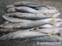 Frozen Mackerel