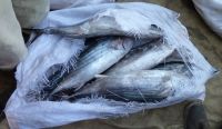 Frozen Bonito