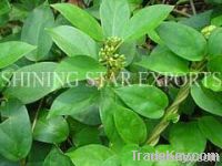 Gymnema Sylvestre