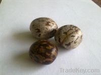 Rubber Seeds