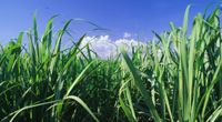 Sell Refined/Raw Sugar