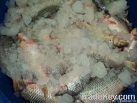 FROZEN GULFAM FISH