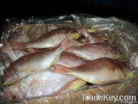 FROZEN JAPANESE THREADFIN BREAM FISH