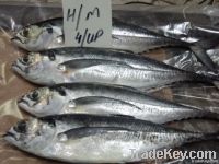 FROZEN HORSE MACKEREL FISH