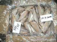 FROZEN SILVER CROAKER FISH