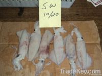 FROZEN SQUID WHOLE FISH