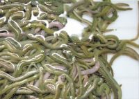 Polychaete, Lugworm, Rigworm, Sandworm, Seaworm