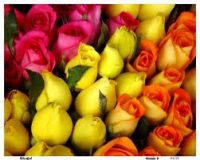 Fresh Cut Roses - South America