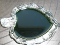 seaweed extract fertilizer