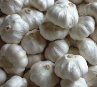 Fresh Chinese Chiina High Quality Garlic