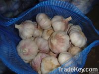 Normal white garlic