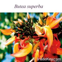 high quality Butea superba Extract