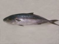 Yellowtail Amberjack (Seriola Lalandi