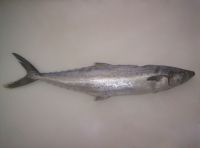 Pacific Sierra (Scomberomorus Sierra