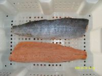 frozen chum salmon fillets