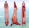FRESH CHILLED MEAT From India