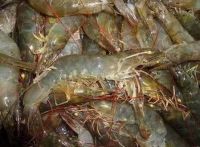 White Shrimp HOSO