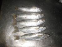 Sea-Foods-1
