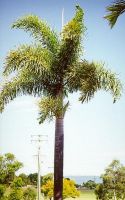 palm tree