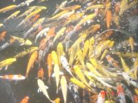 Low Cost High Quality Koi Fish