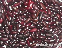 red kidney bean