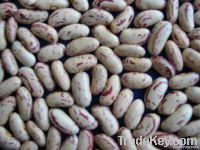light speckled kidney bean