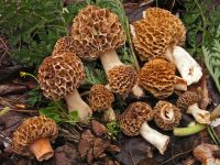 Morchella Esculenta dry