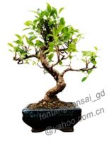 bonsai/potplant/indoor plant/ficus/layered/10cm-60cm